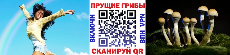Псилоцибиновые грибы Cubensis  Сегежа 